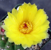 Load image into Gallery viewer, Parodia ottonis