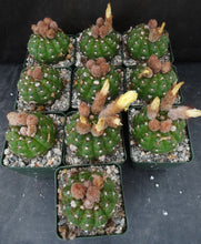 Load image into Gallery viewer, Parodia ottonis