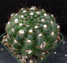 Load image into Gallery viewer, Parodia ottonis