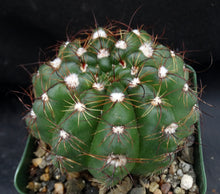 Load image into Gallery viewer, Parodia ottonis