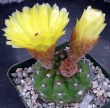 Load image into Gallery viewer, Parodia ottonis