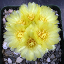Load image into Gallery viewer, Parodia rudibuenekeri