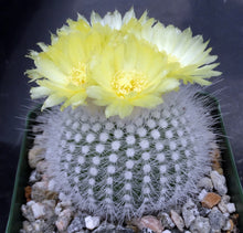 Load image into Gallery viewer, Parodia rudibuenekeri