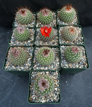 Load image into Gallery viewer, Parodia sanguiniflora