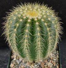 Load image into Gallery viewer, Parodia warasii *Golden Spine Ribs*