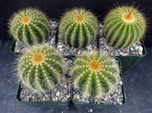 Load image into Gallery viewer, Parodia warasii *Golden Spine Ribs*