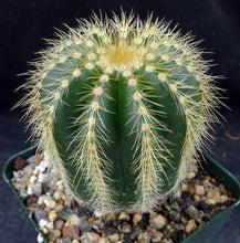 Load image into Gallery viewer, Parodia warasii *Golden Spine Ribs*