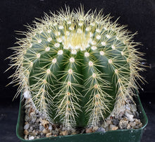 Load image into Gallery viewer, Parodia warasii *Golden Spine Ribs*