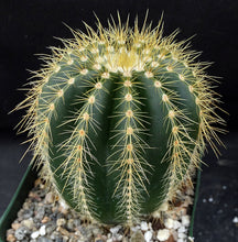 Load image into Gallery viewer, Parodia warasii *Golden Spine Ribs*