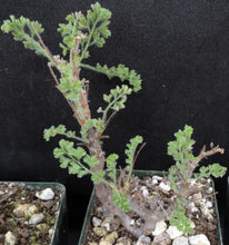 Load image into Gallery viewer, Pelargonium alternans