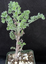 Load image into Gallery viewer, Pelargonium alternans