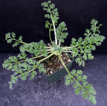 Load image into Gallery viewer, Pelargonium appendiculatum *Soft feathery leaves*