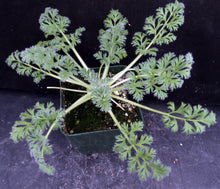Load image into Gallery viewer, Pelargonium appendiculatum *Soft feathery leaves*