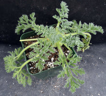 Load image into Gallery viewer, Pelargonium appendiculatum *Soft feathery leaves*