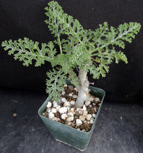 Load image into Gallery viewer, Pelargonium carnosum