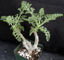 Load image into Gallery viewer, Pelargonium carnosum