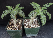Load image into Gallery viewer, Pelargonium carnosum