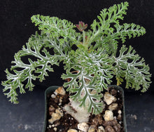 Load image into Gallery viewer, Pelargonium carnosum