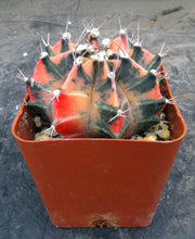 Load image into Gallery viewer, Gymnocalycium 'Pepper X'