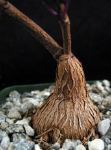 Load image into Gallery viewer, Petopentia natalensis *Purple Leaves*