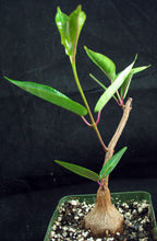 Load image into Gallery viewer, Petopentia natalensis *Purple Leaves*