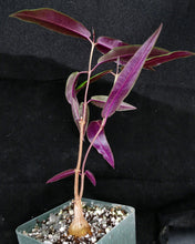 Load image into Gallery viewer, Petopentia natalensis *Purple Leaves*
