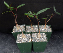 Load image into Gallery viewer, Petopentia natalensis *Purple Leaves*