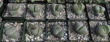 Load image into Gallery viewer, Pleiospilos nelii