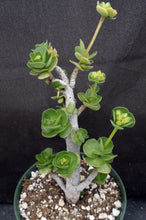 Load image into Gallery viewer, Portulaca molokeniensis *Big Plants*