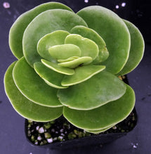 Load image into Gallery viewer, Portulaca molokeniensis