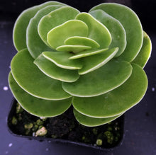 Load image into Gallery viewer, Portulaca molokeniensis