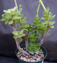 Load image into Gallery viewer, Portulaca molokeniensis *Big Plants*