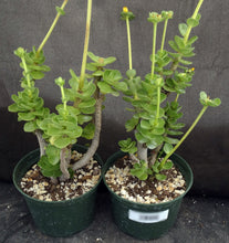 Load image into Gallery viewer, Portulaca molokeniensis *Big Plants*