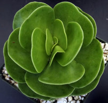 Load image into Gallery viewer, Portulaca molokeniensis