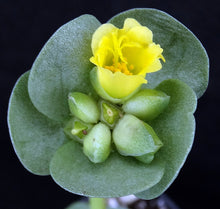 Load image into Gallery viewer, Portulaca molokeniensis