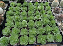 Load image into Gallery viewer, Portulaca molokeniensis