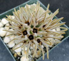 Load image into Gallery viewer, Pseudolithos cubiformis