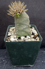 Load image into Gallery viewer, Pseudolithos cubiformis (Taller Plant)