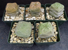 Load image into Gallery viewer, Pseudolithos cubiformis