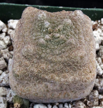 Load image into Gallery viewer, Pseudolithos cubiformis