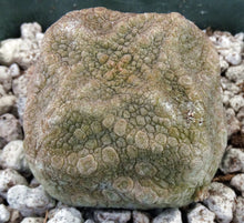 Load image into Gallery viewer, Pseudolithos cubiformis