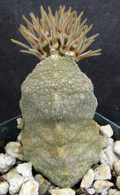 Load image into Gallery viewer, Pseudolithos cubiformis (Taller Plant)