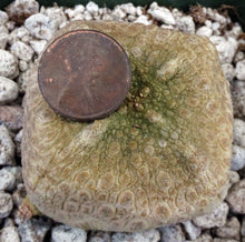 Load image into Gallery viewer, Pseudolithos cubiformis