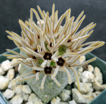 Load image into Gallery viewer, Pseudolithos cubiformis (Taller Plant)