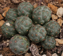 Load image into Gallery viewer, Puna bonnieae