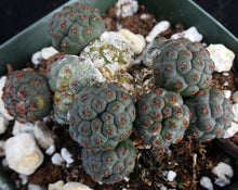 Load image into Gallery viewer, Puna bonnieae