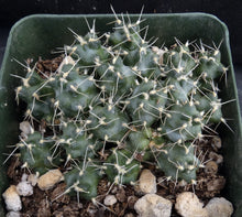 Load image into Gallery viewer, Puna subterranea *Red Flowers*