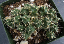 Load image into Gallery viewer, Puna subterranea *Red Flowers*