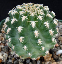 Load image into Gallery viewer, Pygmaeocereus bieblii