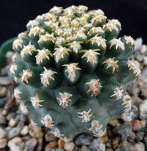 Load image into Gallery viewer, Pygmaeocereus bieblii